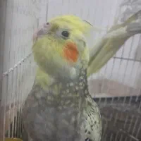 عروس هلندی