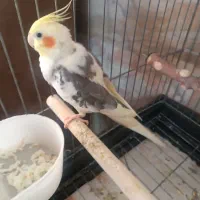 عروس هلندی لوتینو دو کت نر