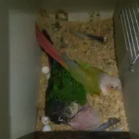 گرینچیک مولد|پرنده|مشهد, محمدآباد|دیوار