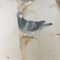 تعدادی گرفتنی