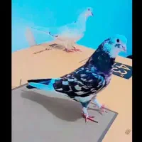 سرور|پرنده|پارس‌آباد, |دیوار