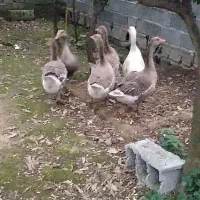 فروش غاز محلی