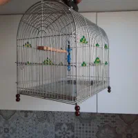 مرغ عشق ،قفس،لانه،کوزه|پرنده|شاهرود, |دیوار