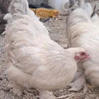 سه مرغ ویک جوجه خروس نژادبرهمای اصل