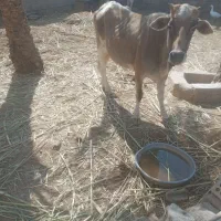 گاو دوعدد|حیوانات مزرعه|چمران, |دیوار