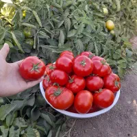 گوجه توسرخ درجه یک دسچین ترش گوشتی رب اعلا|خوردنی و آشامیدنی|مشهد, طبرسی شمالی|دیوار