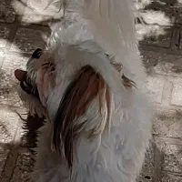 شیتزو ۲ ساله