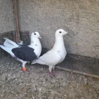کفتر فروشی