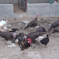 9عددبوقلمون ماده