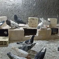 کفتر رنگه آلمانی جفتگاع پرشی کبوتر فروش فوری|پرنده|مشهد, کشف|دیوار