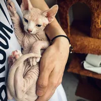 گربه اسفینکس|گربه|آمل, |دیوار