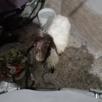 بره. سالم وخواک خور