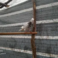 کبوتر پرشی