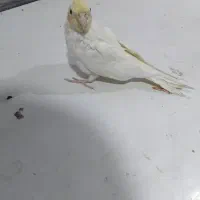 دو عدد عروس هلندی. نر. و ماده.|پرنده|شوشتر, |دیوار