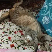 واگذاری گربه مادهdsh