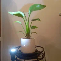 گل وگیاه های آپارتمانی نخل نیکولای و شمشادطلایی