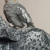 عروس هلندی اماده دستی کردن|پرنده|رامشیر, |دیوار