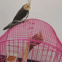 عروس هلندی