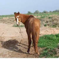سلام اسب کرد سرودمگیرخوشکل وزیبا