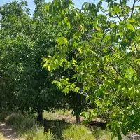 باغ ۴هزار متری در روستای کوشکی سفلی|فروش زمین و ملک کلنگی|اشترینان, |دیوار