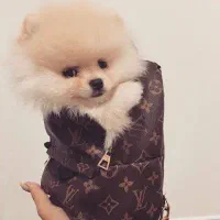 توله سگ پامر خرسی بمب مو|سگ|تهران, چیتگر جنوبی|دیوار