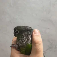 طوطی گرینچیک نر(فول دستی)|پرنده|تهران, بلورسازی|دیوار