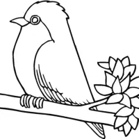 عروس هلندی پیدا شده