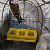 سهره نر|پرنده|مشکیندشت, |دیوار