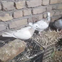 جفت نرماده سار کله هما