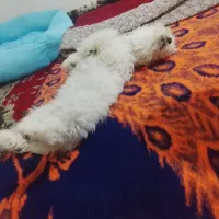سگ پا کوتاه تریر