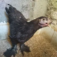 برهما