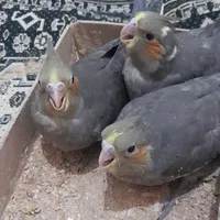 جوجه عروس هلندی