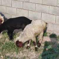 کاوور بره دار