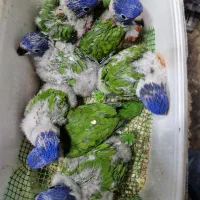 لریکیت رد کالر سرلاکی نرمه خور و کلامدار