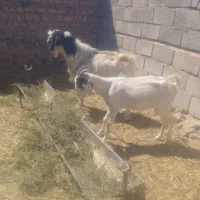 چبش وگیسه پاکستانی
