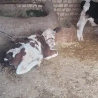 فروش دو راس گاو با گوساله|حیوانات مزرعه|زیلائی, |دیوار