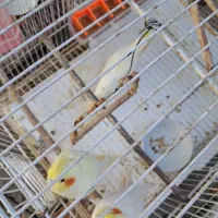 عروس هلندی لوتینو مولد دو جفت با دو جوجه|پرنده|قرق, |دیوار