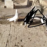 کله الماسی نر عروسک معامله با پشتدار ماده|پرنده|بم, |دیوار