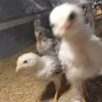 جوجه محلی ۲۵ روزه