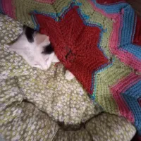 واگذاری گربه خانگی