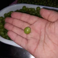 ابغوره خانگی|خوردنی و آشامیدنی|تهران, سلیمانی|دیوار