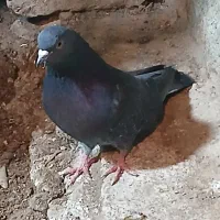 دوکت زاغ سبز کفتر