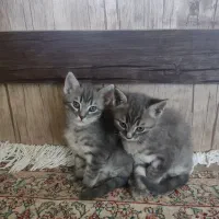 بچه گربه