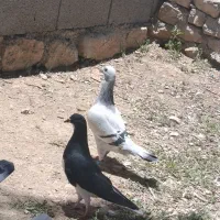 کبوتر|پرنده|ارژن, |دیوار