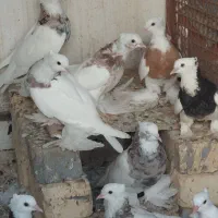 انواع کبوترهای طوقی پاپَربلند سلطانی ب شرط تخم|پرنده|کوخرد هرنگ, |دیوار