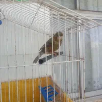 قناری کوتاه بلند خون درشت و کشیده