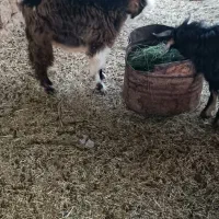 سه عدد بزغاله چاق پرواری|حیوانات مزرعه|هندمینی, |دیوار