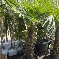 سرایدار جهت باغ