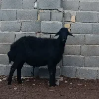 قوچ قره قزل|حیوانات مزرعه|زنجان, |دیوار