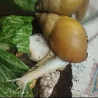 حلزون آلبینو بزرگ